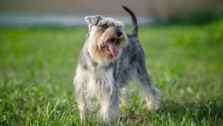 9+ Drop Dead Gorgeous Miniature Schnauzer Colors