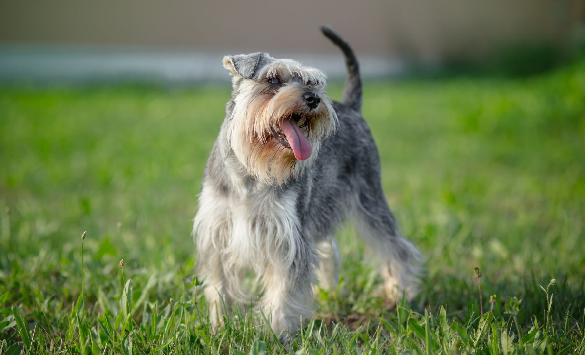 9 Drop Dead Gorgeous Miniature Schnauzer Colors