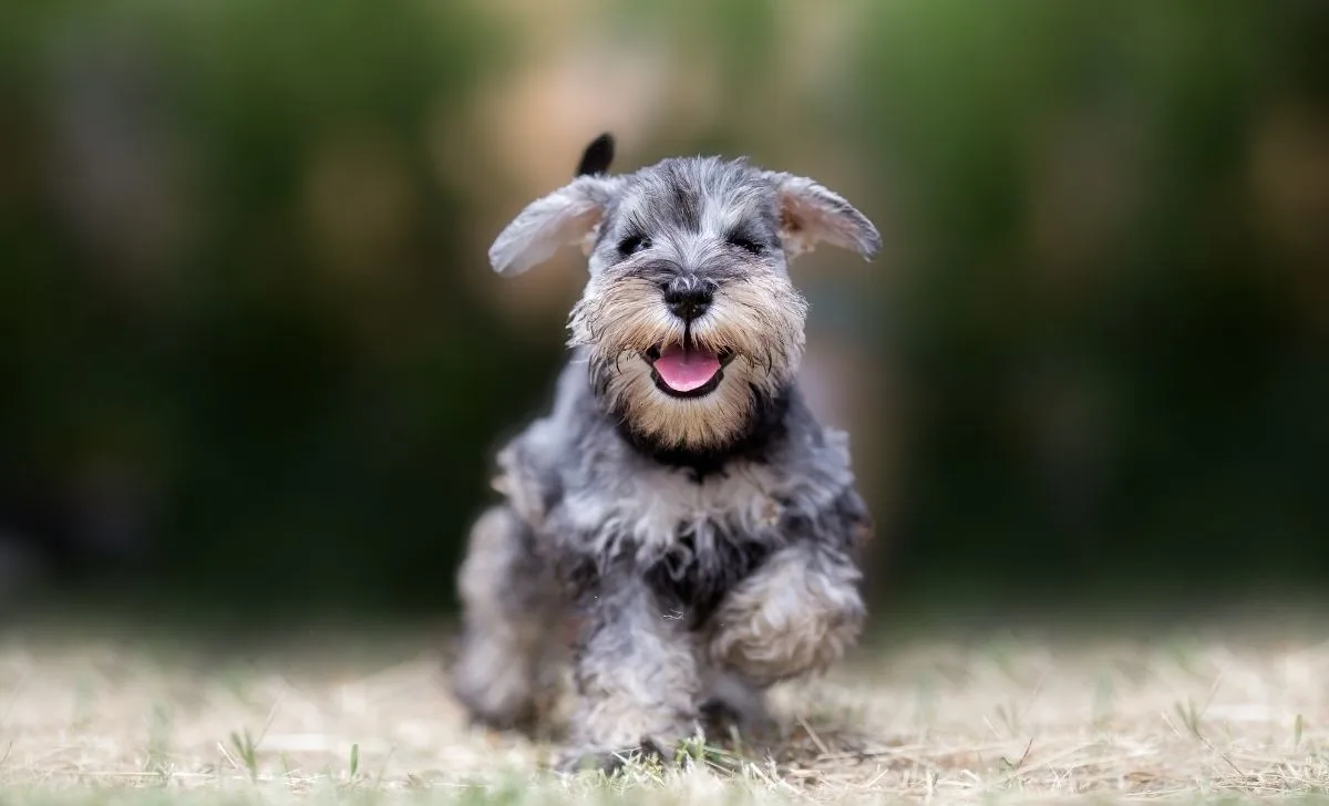 Miniature Schnauzer