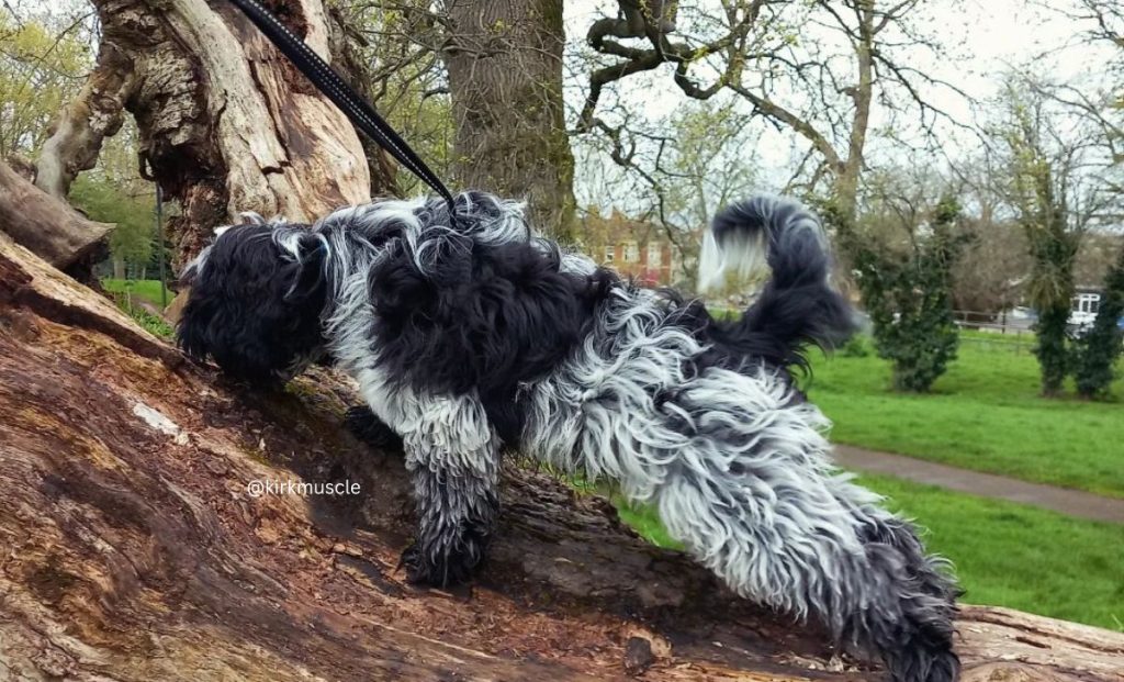 Miniature Schnauzer X Cocker Spaniel