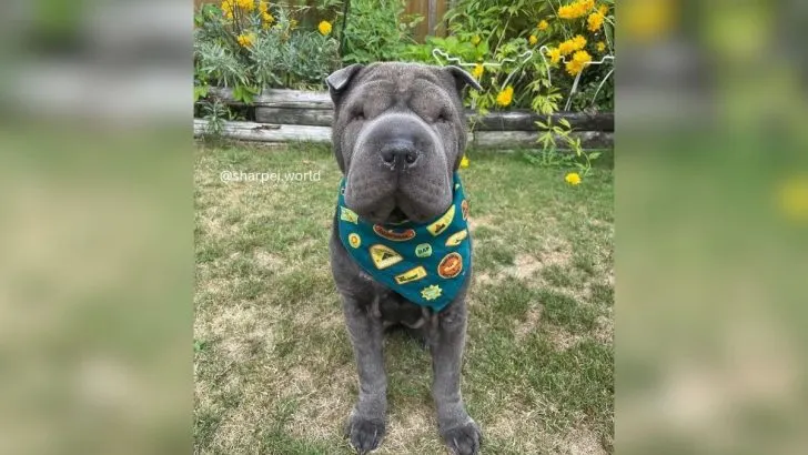 Blue fashion flowered shar pei