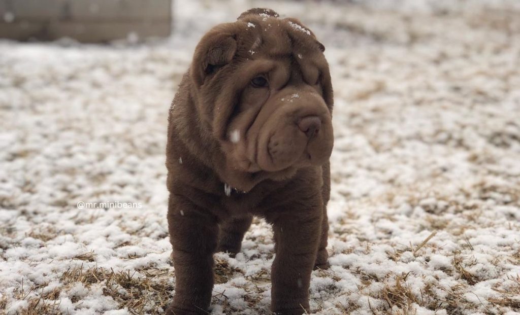Miniature Shar Pei brown puppy