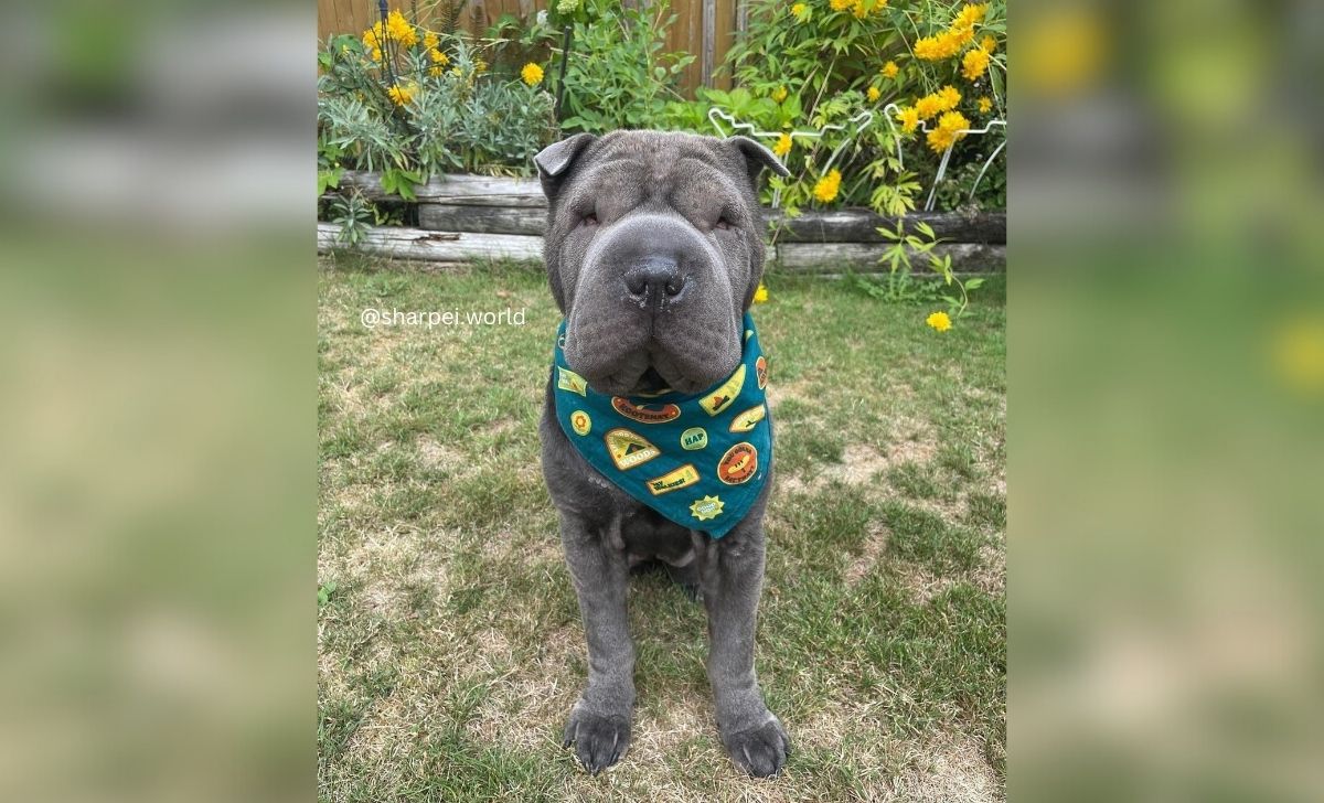 Miniature Shar Pei