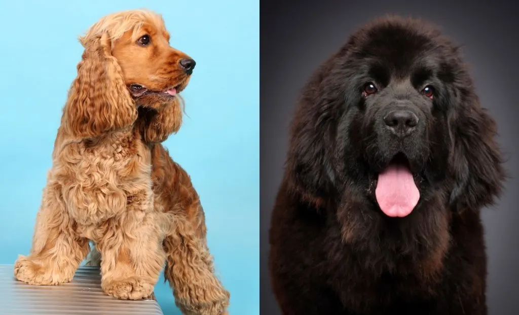 Newfoundland X Cocker Spaniel