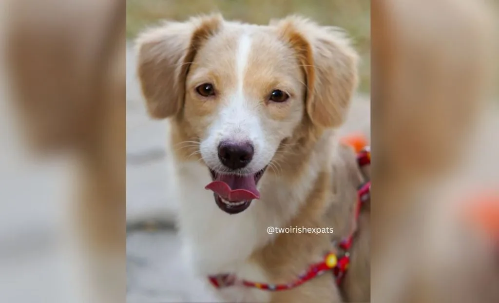 Pembroke Welsh Corgi X Cocker Spaniel)