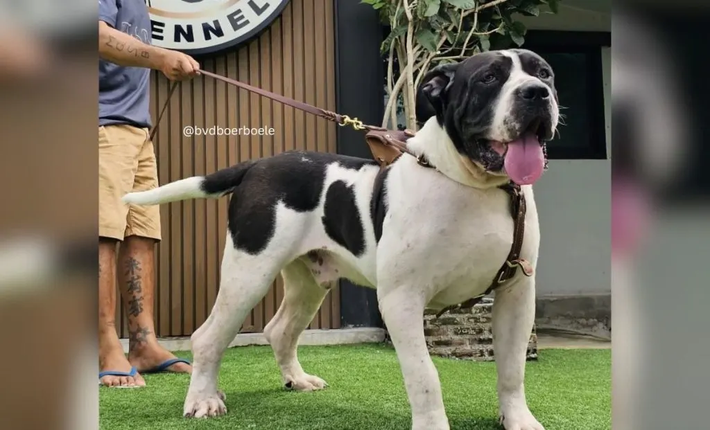 Piebald boerboel color