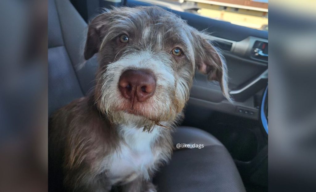 Pitbull X Cocker Spaniel