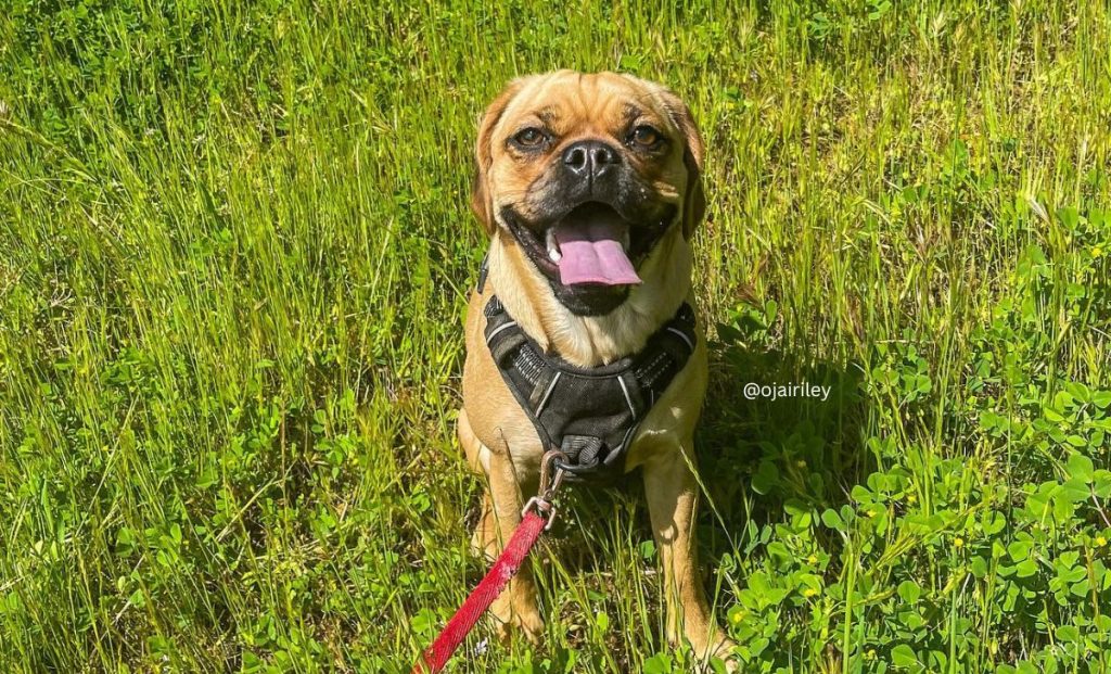 Pug x Cocker Spaniel