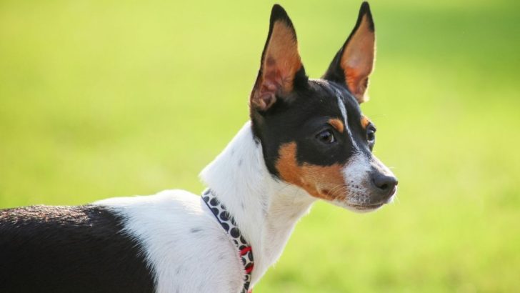 21 Rat Terrier Colors For All Small Dog Fans (With Pictures)