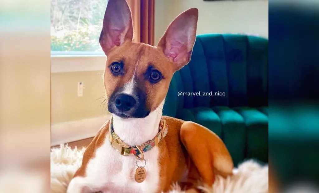 Red, White, And Sable Rat Terrier