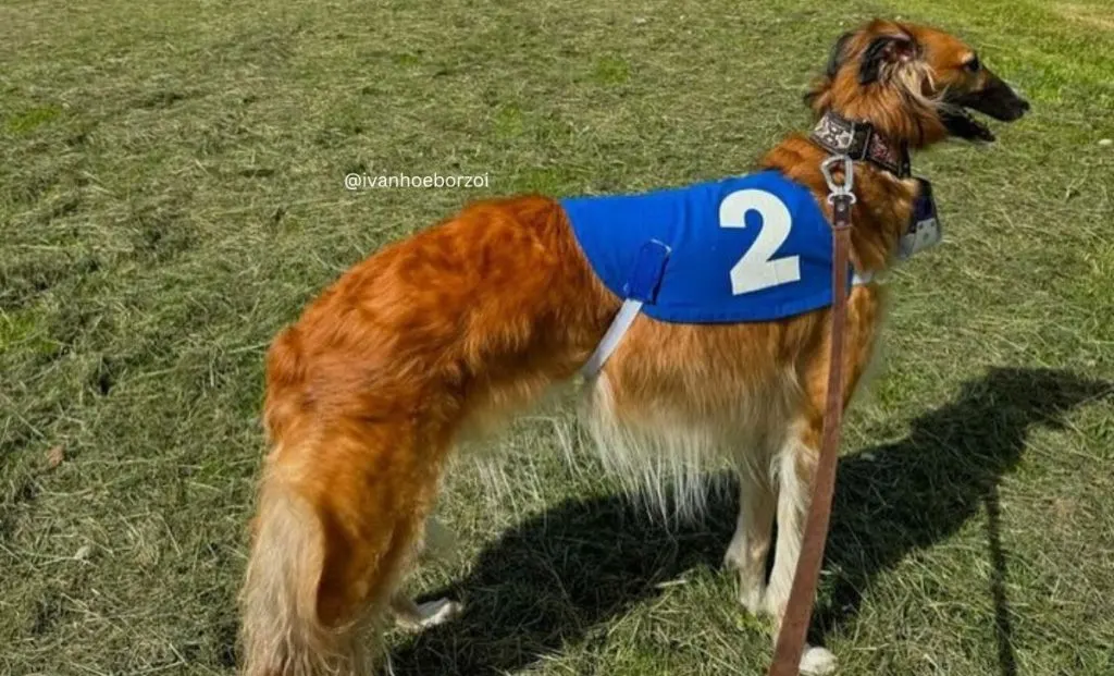 Red borzoi color