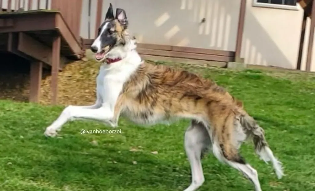 Red brindle borzoi color