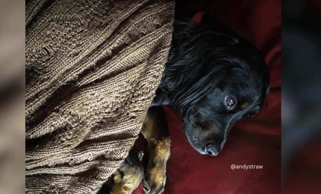 Rottweiler X Cocker Spaniel