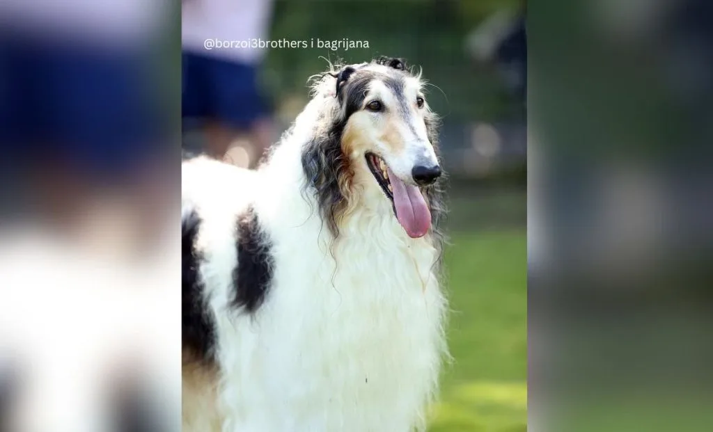 Sable borzoi color