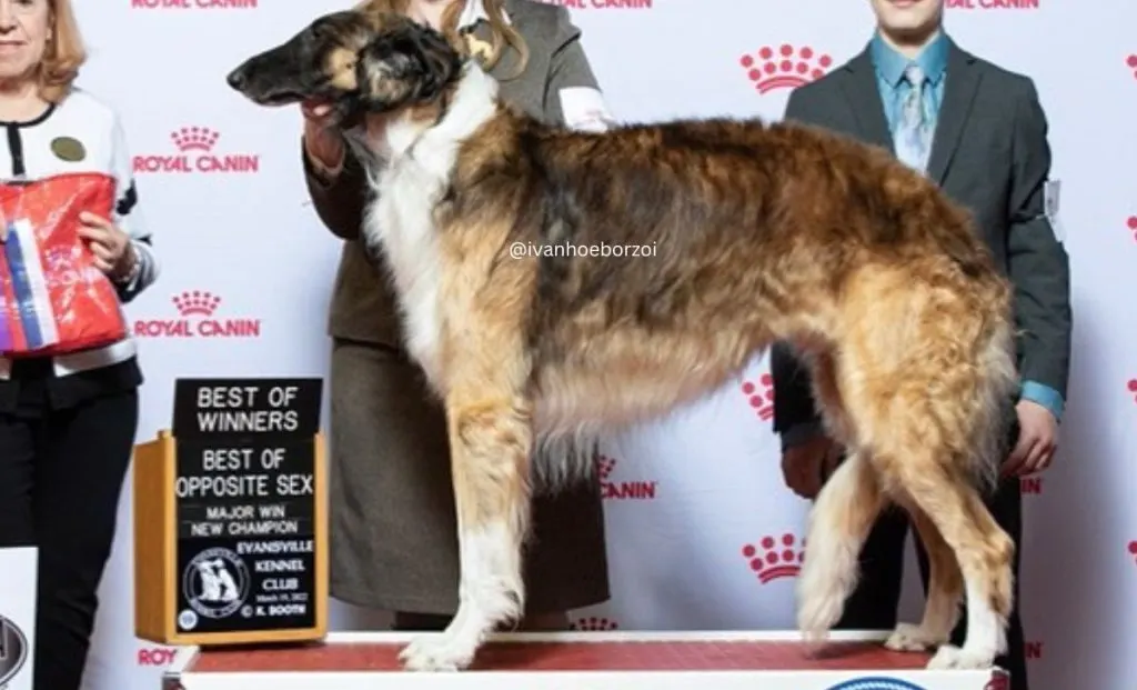 Sable red borzoi color