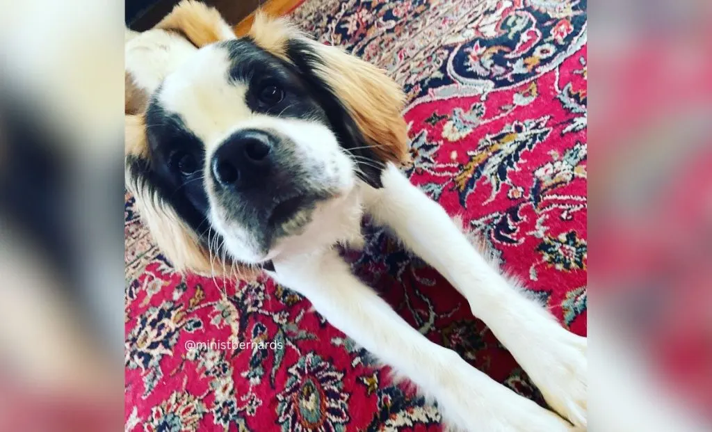 Saint Bernard X Cocker Spaniel