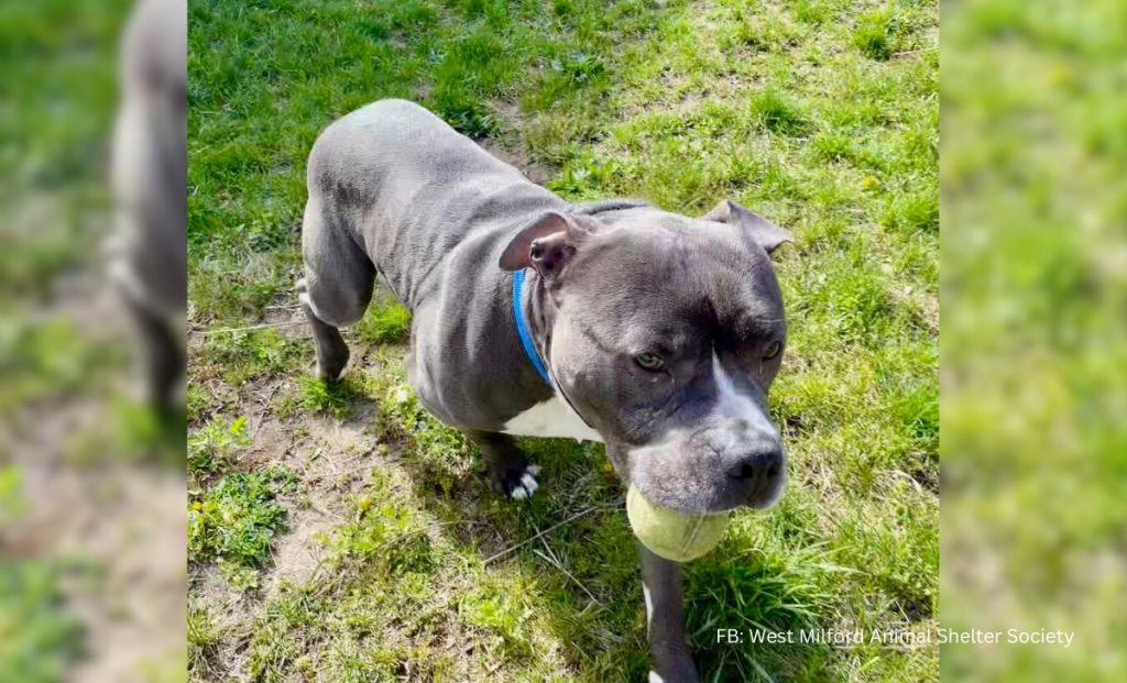 Senior Dog Abandoned At The Shelter Just For Being ‘Too Old’