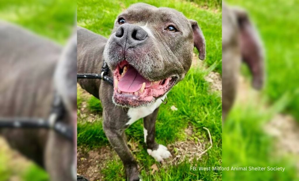Senior Dog Abandoned At The Shelter Just For Being ‘Too Old’