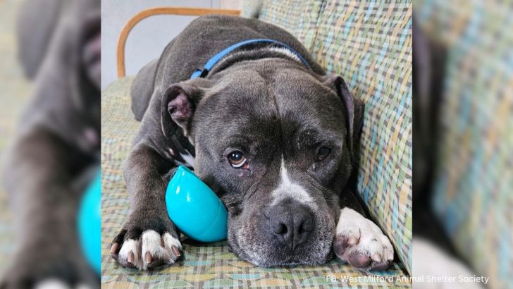 Senior Dog Abandoned At The Shelter Just For Being ‘Too Old’
