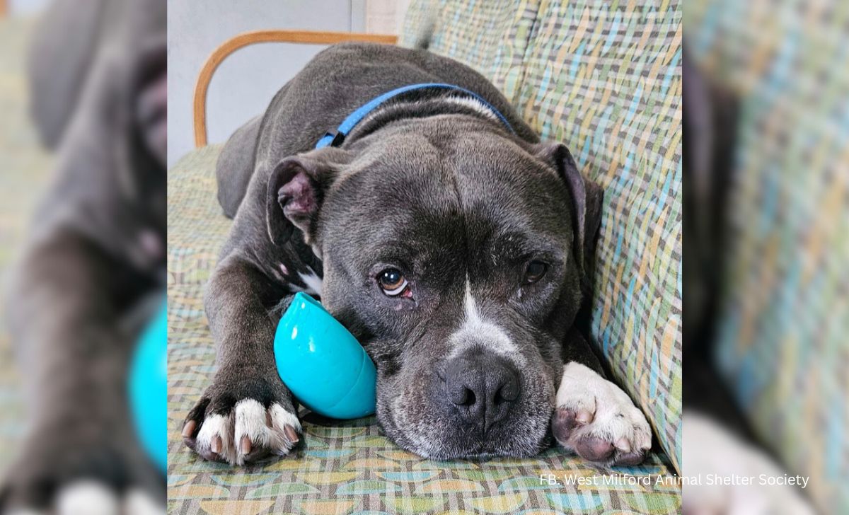 Senior-Dog-Abandoned-At-The-Shelter-Just-For-Being-‘Too-Old