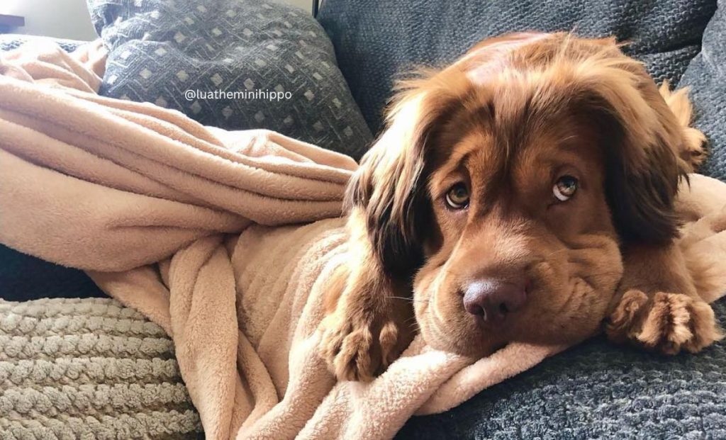 Shar-Pei x Cocker Spaniel