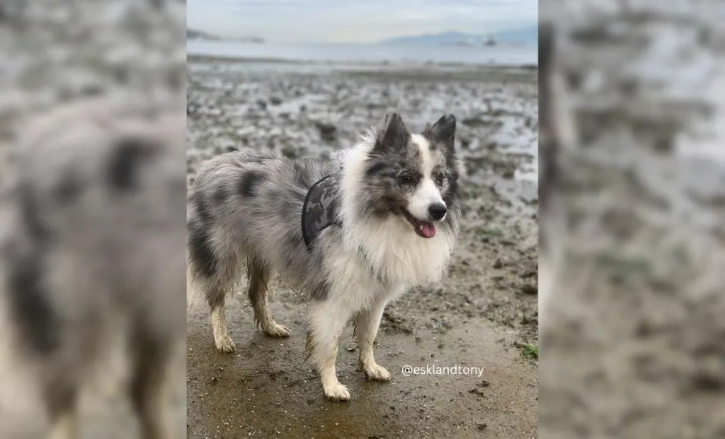 Sheltie x American Eskimo