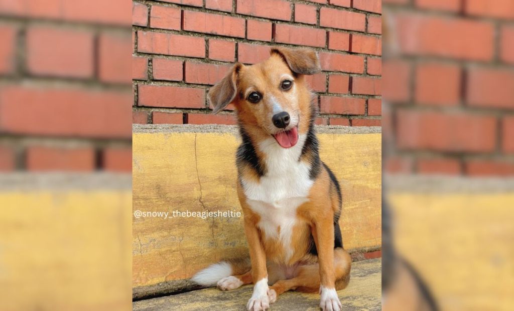 Sheltie x Beagle