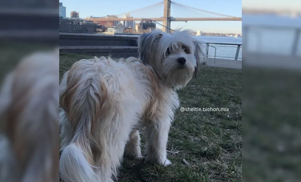 Sheltie x Bichon Frisé