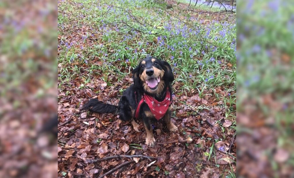 Sheltie x Cocker Spaniel