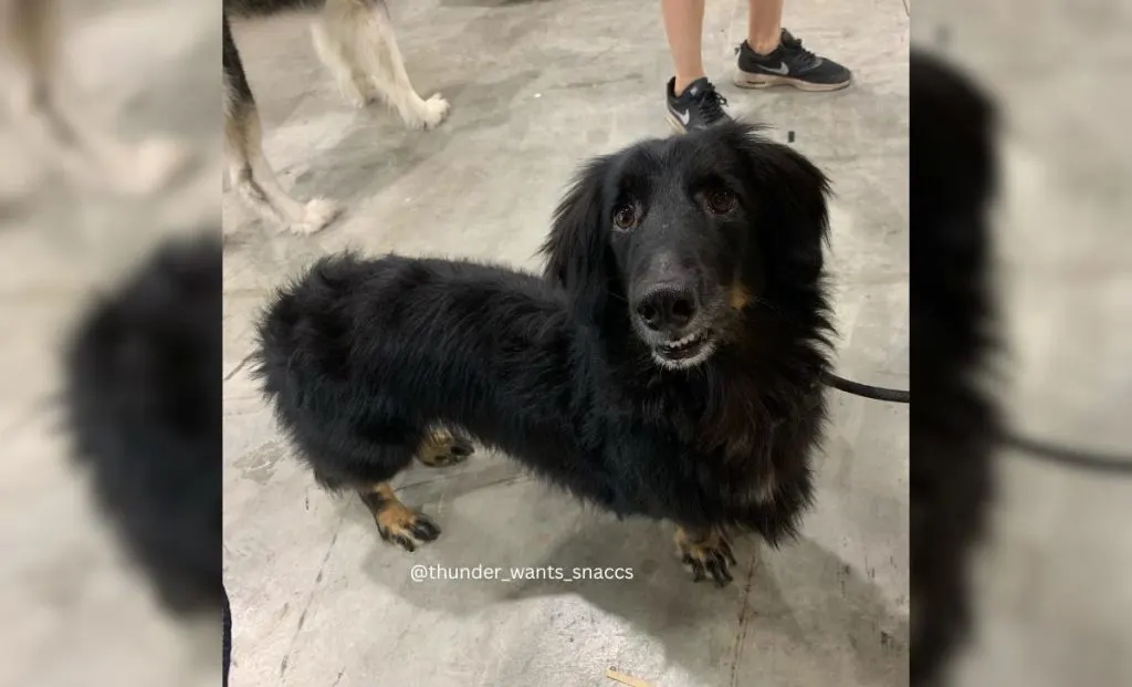 Sheltie x Dachshund