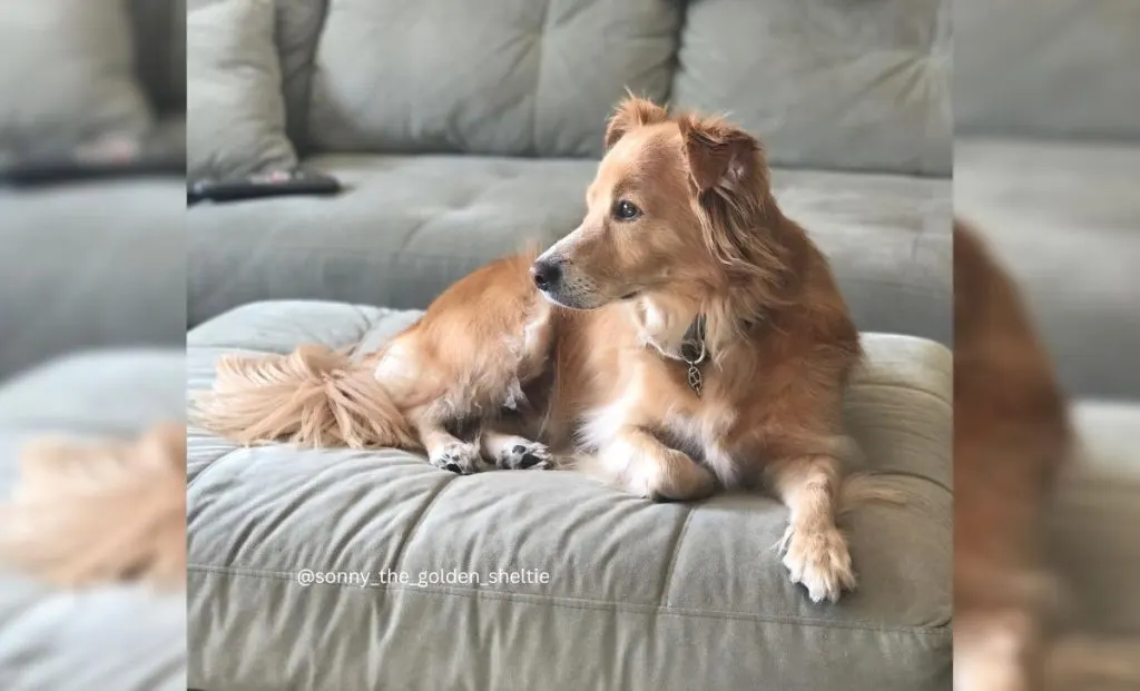 Sheltie x Golden Retriever