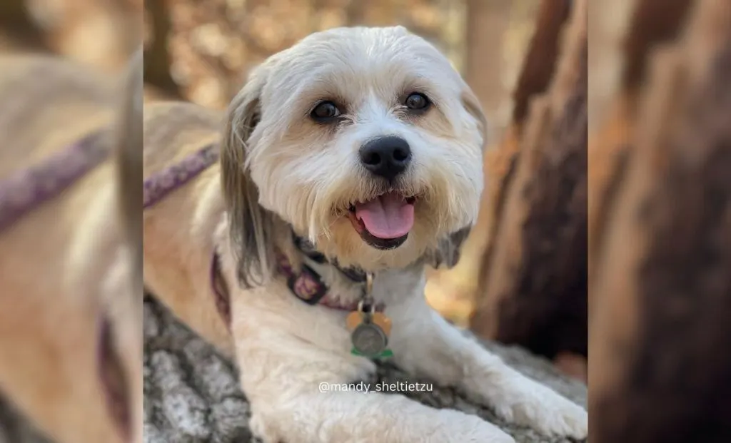 Sheltie x Shih Tzu