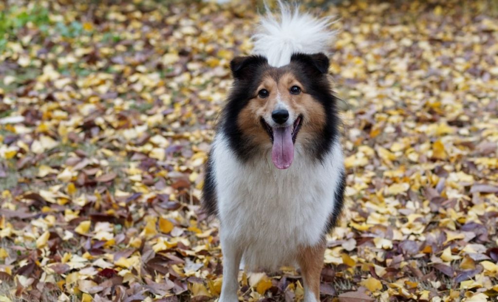 Shetland Sheepdog