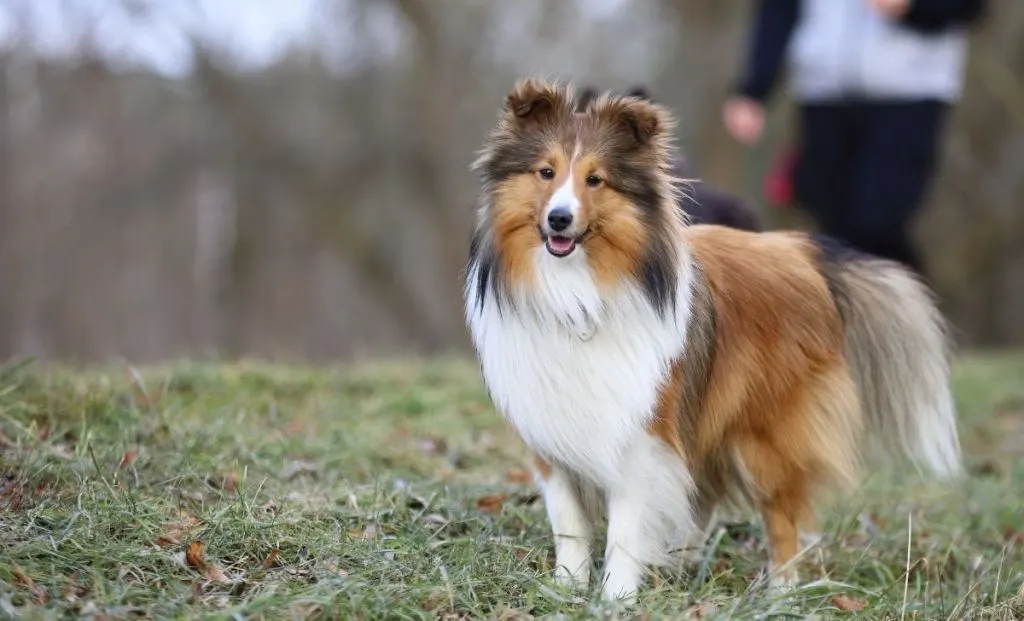 Shetland sheepdog