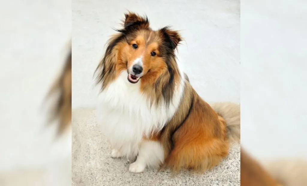 Shetland Sheepdog 2