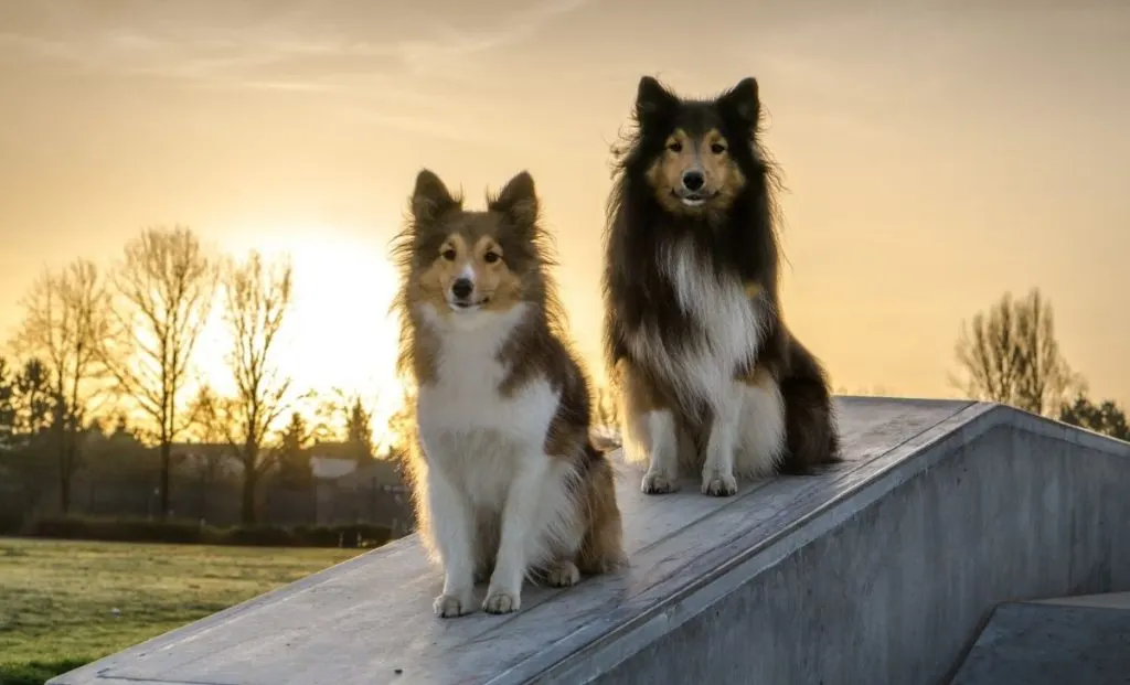 Shetland Sheepdog