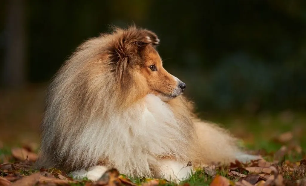 Shetland Sheepdog