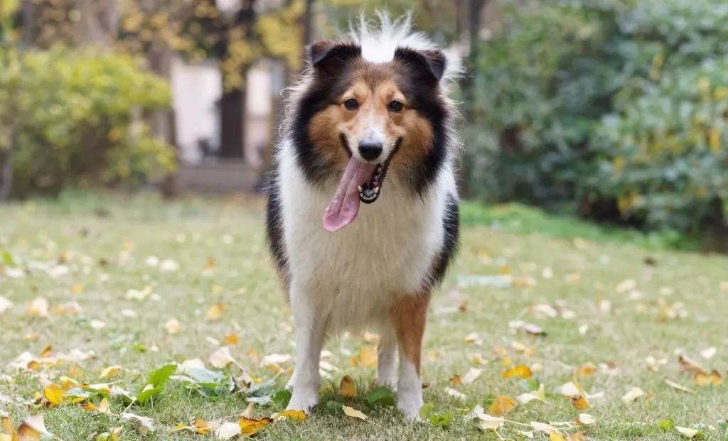 Shetland Sheepdog