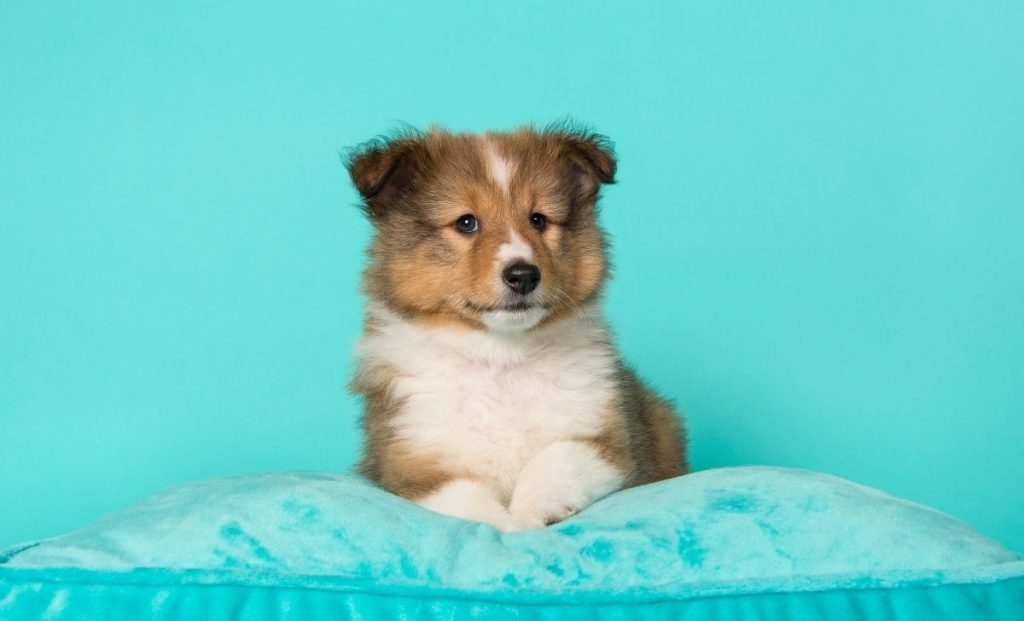 Shetland Sheepdog puppy