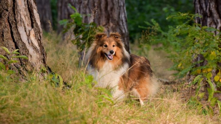 11 Shetland Sheepdog Mixes Here To Steal Your Heart 