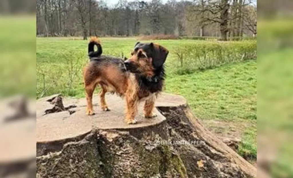 Shih Tzu Dachshund Mix