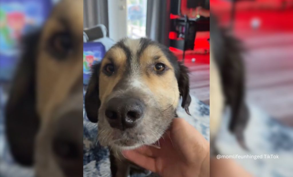 Sick Stray Dog Did Something Amazing Hoping To Get Adopted (3)