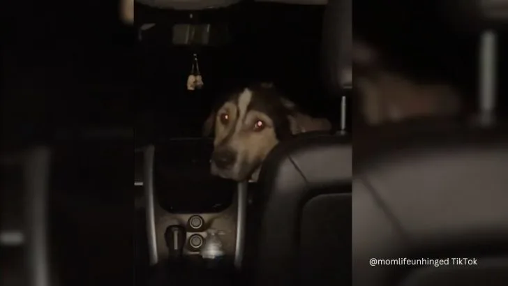 Sick Stray Dog Did Something Amazing Hoping To Get Adopted