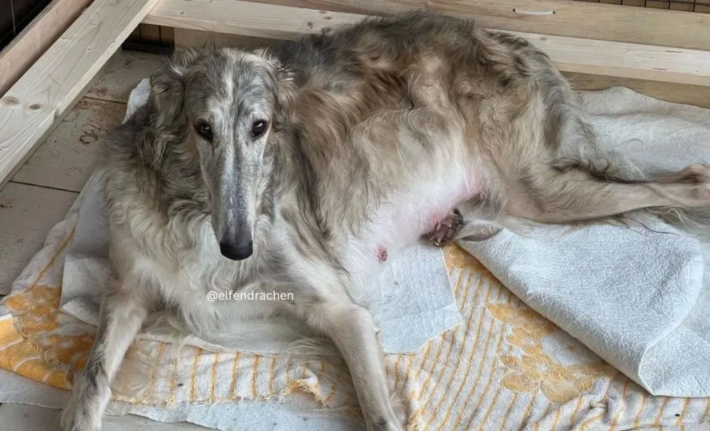 Silver brindle borzoi color
