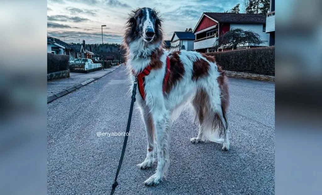 Spotted On White Borzoi