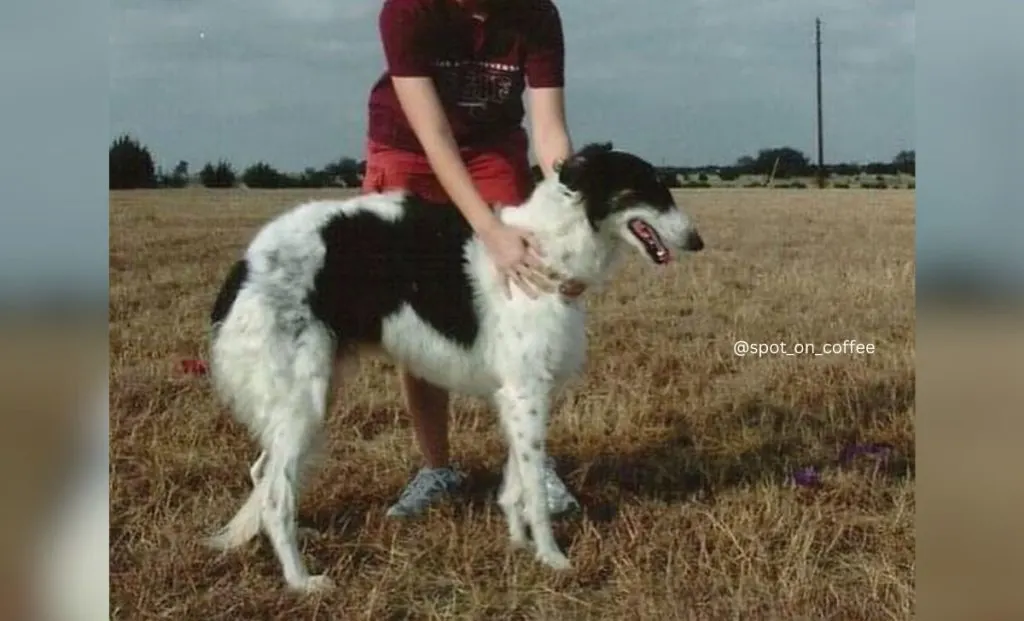 Spotted On White With The Ticked Pattern borzoi colors