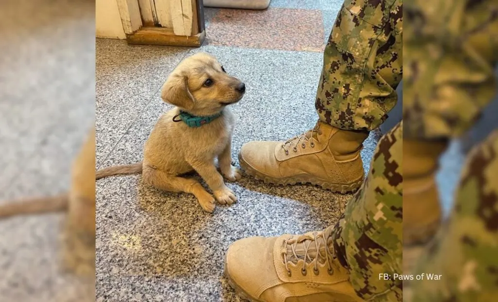 Stray Puppy Rescued By An American Hero Finds His Way Home