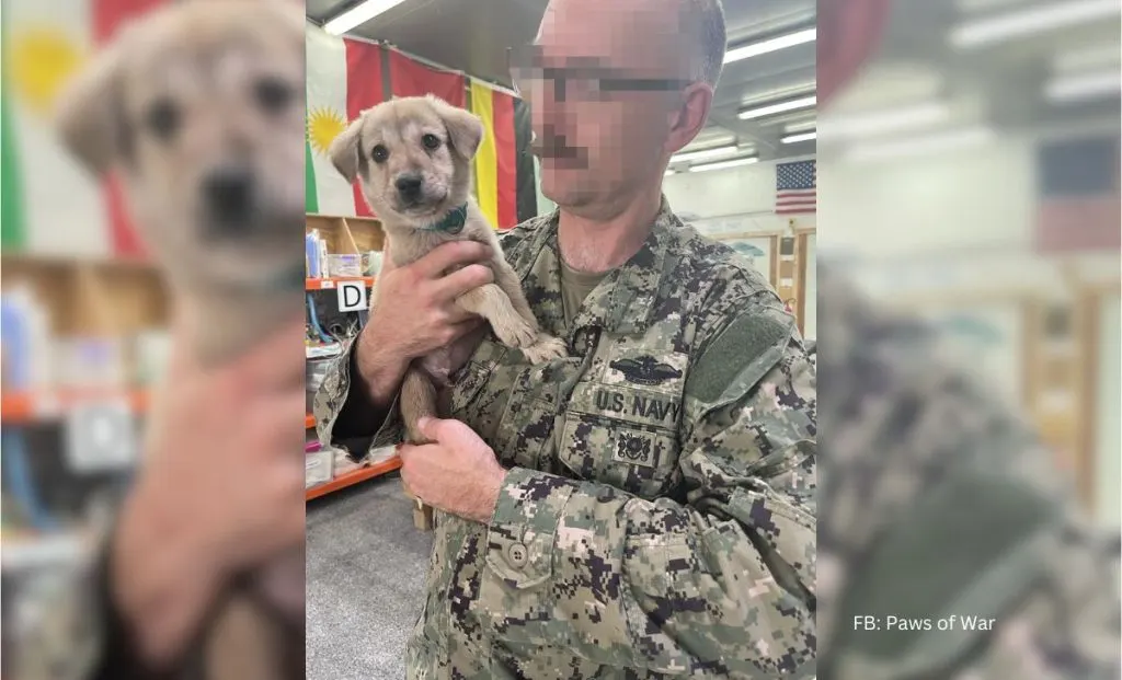 Stray Puppy Rescued By An American Hero Finds His Way Home