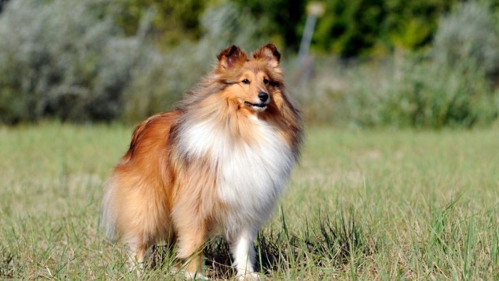 That One Shetland Sheepdog Growth Chart You Need In Your Life