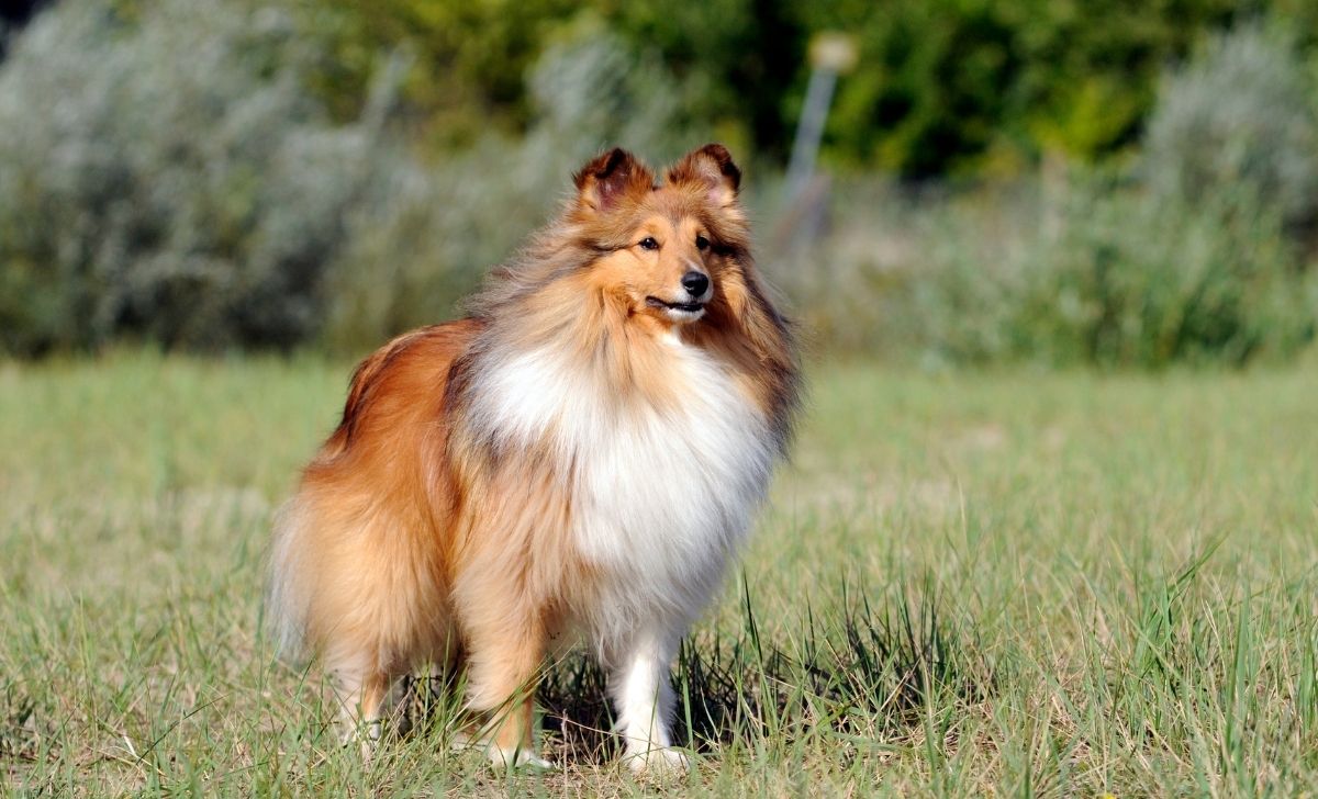 Shetland Sheepdog